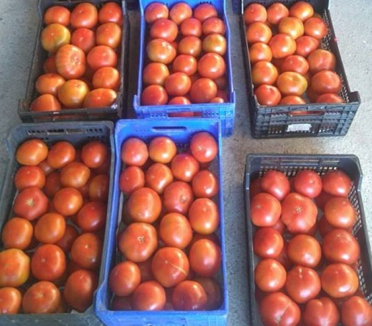 Ficha tomates