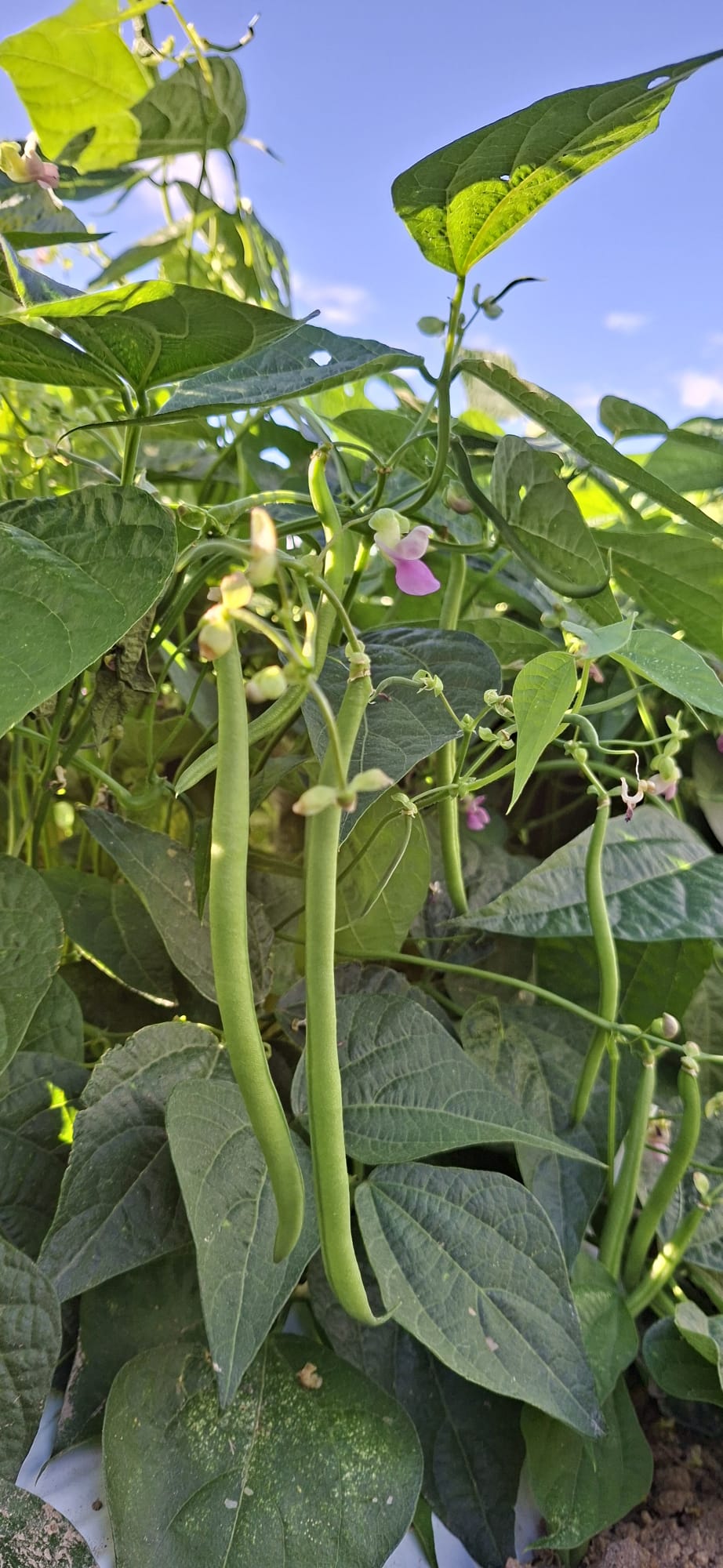 Imagen de WhatsApp 2025 10 29 a las 07.47.01 55f2dc93