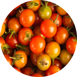 tomate cherry redondo