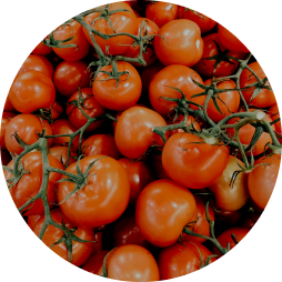 tomate optima redondo