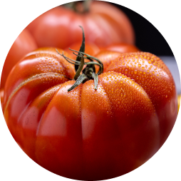 tomates dumas redondo
