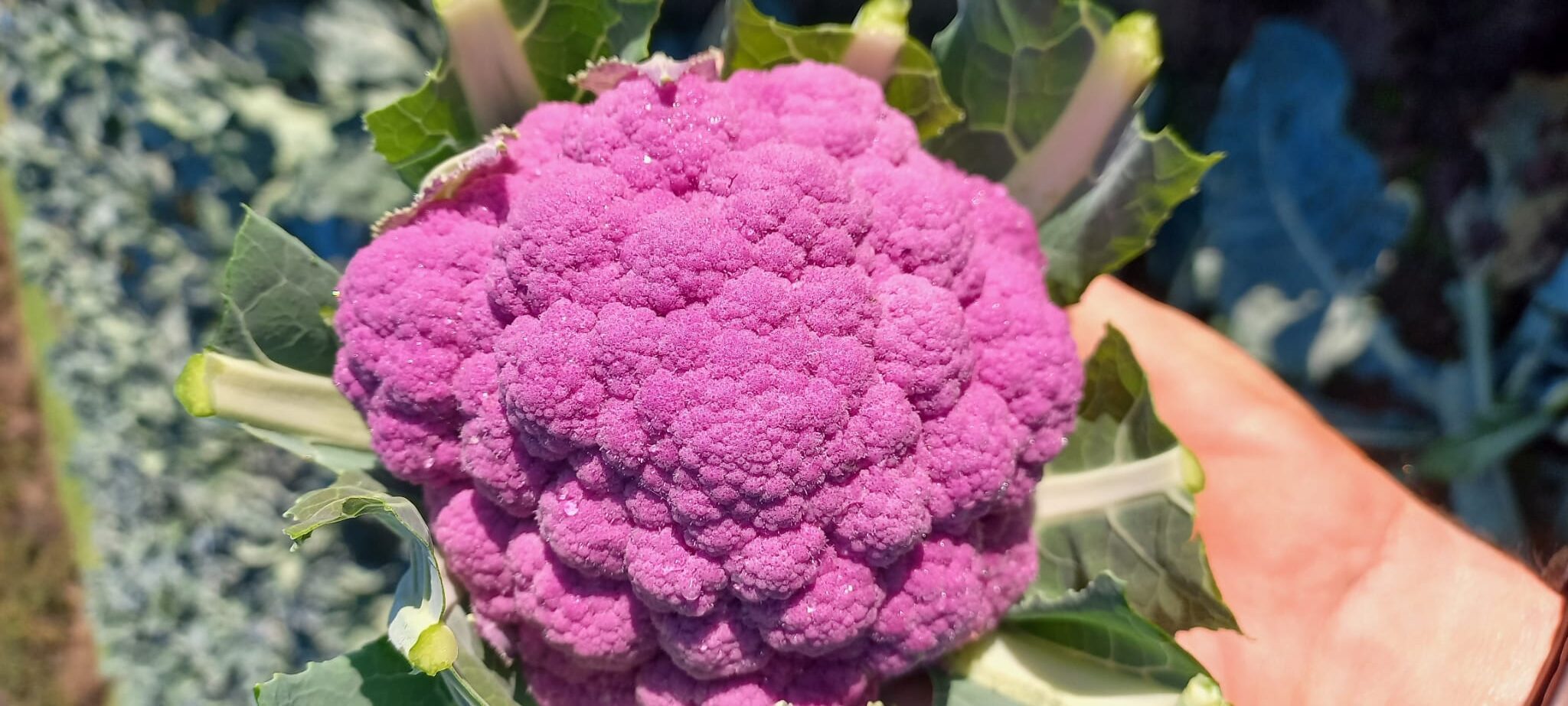 coliflor morada1