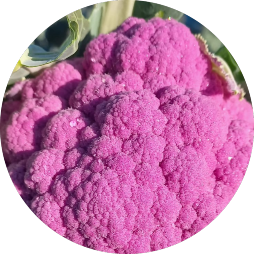 coliflor morada1 modifeeeeied