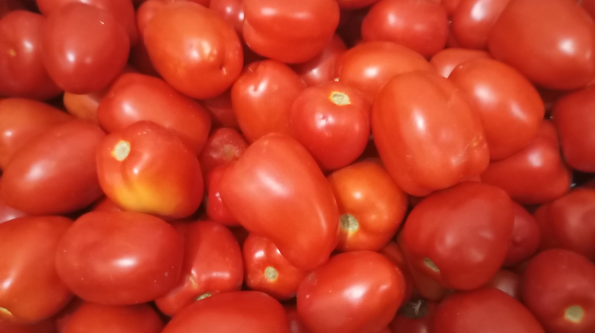 Tomate Pera Industria ECO