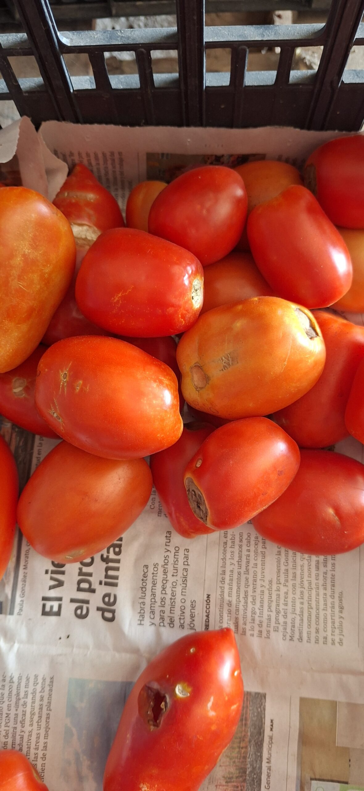 Tomate Antidesperdicio ECO