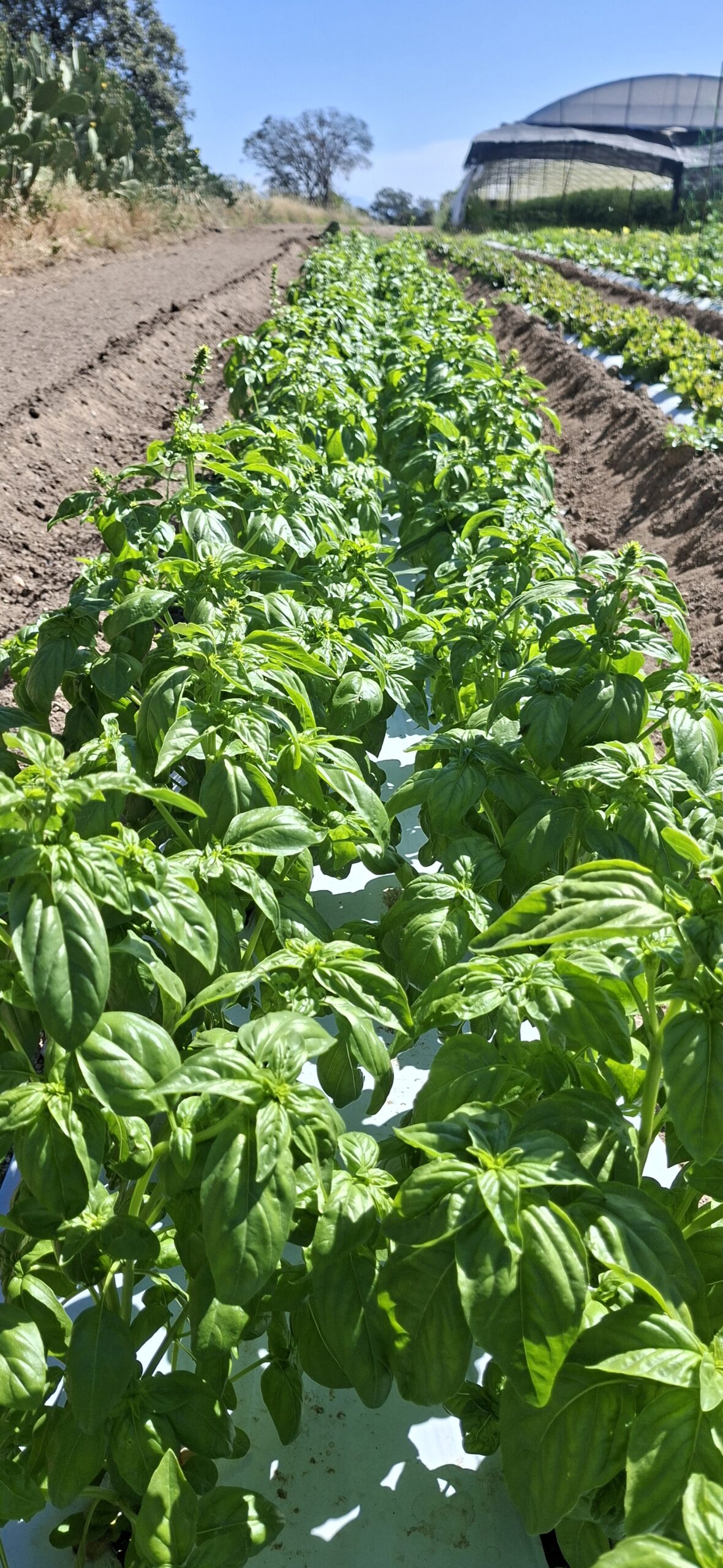 Albahaca ECO