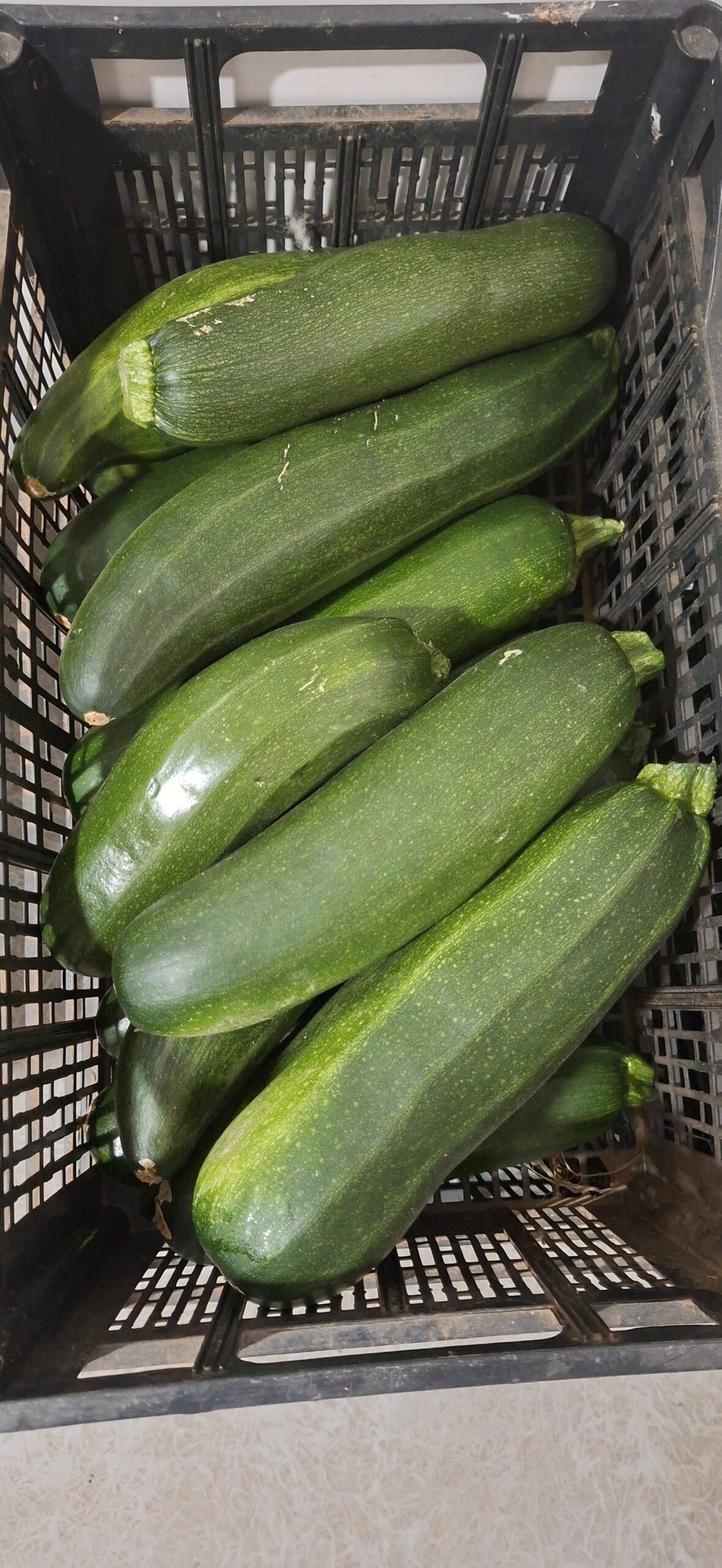 Calabacines Antidesperdicio ECO