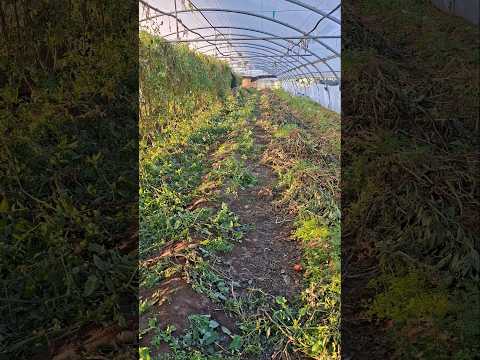 Cuándo terminar el cultivo de tomate tardío - Verdura Vital