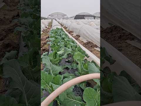 Cómo adelantar los cultivos de invierno tardío - Verdura Vital