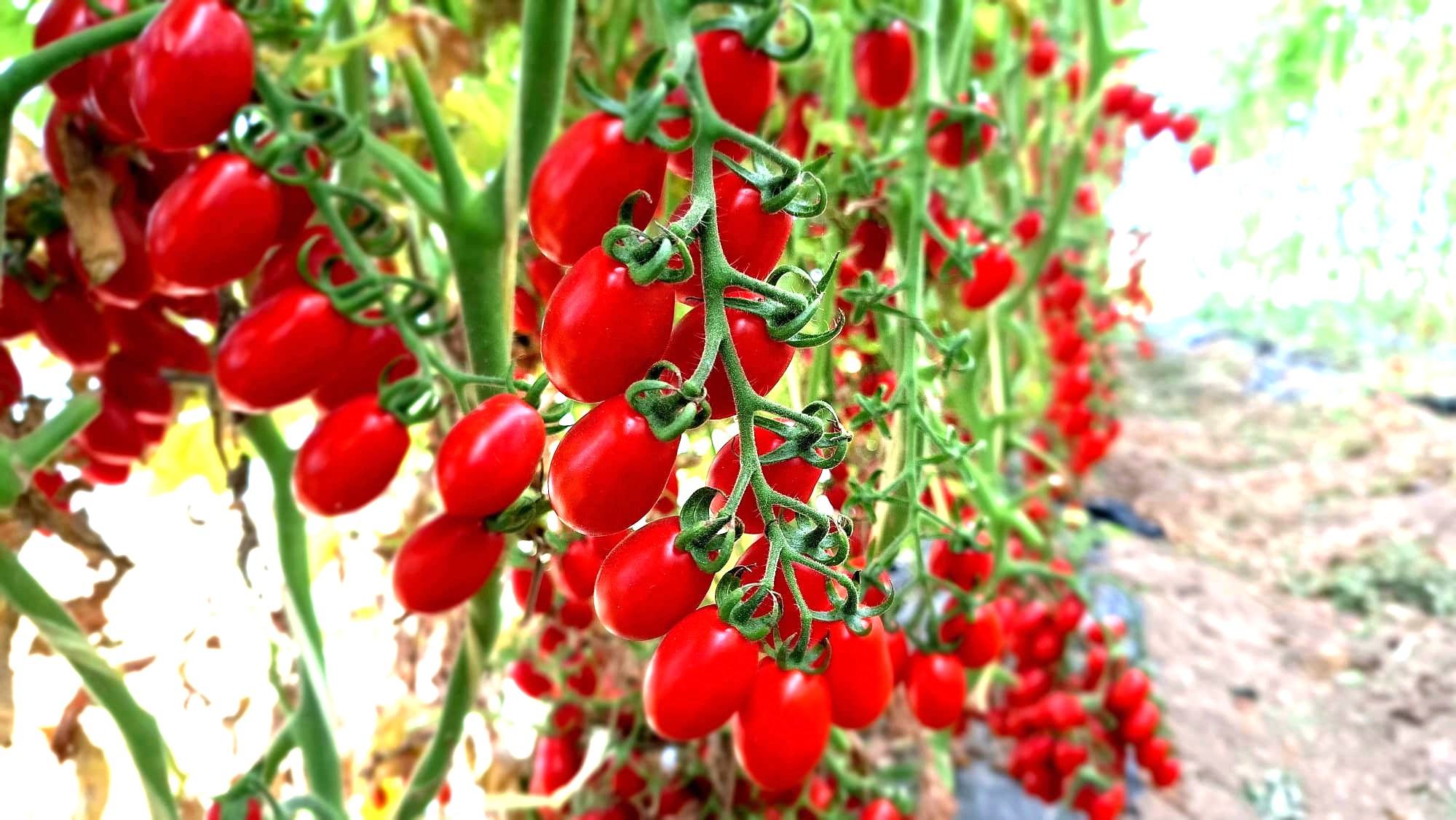 tomate cherry lobello 2