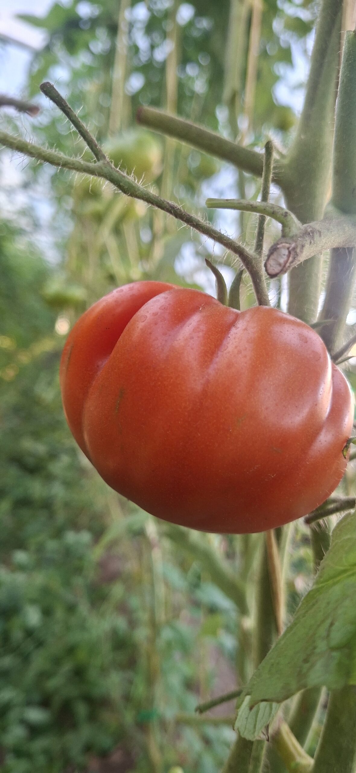 Tomate Dumas ECO